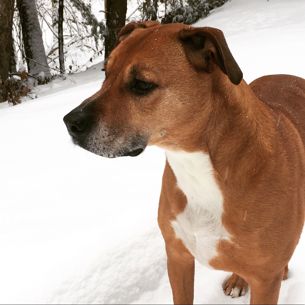 Meet your Posher, Anne